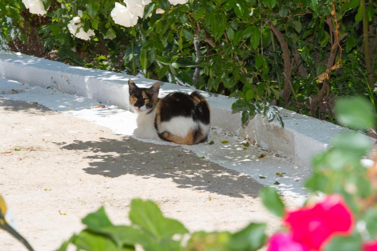 Basil & Guest House Lazaráta Dış mekan fotoğraf